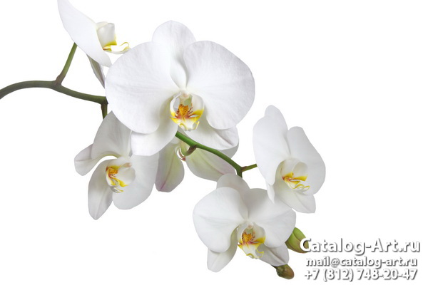 White orchids 33
